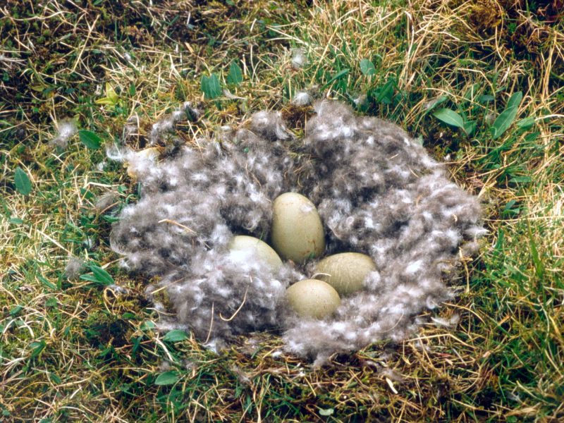 Ein ganz besonderes Nest und die teuerste Bettdecke der Welt