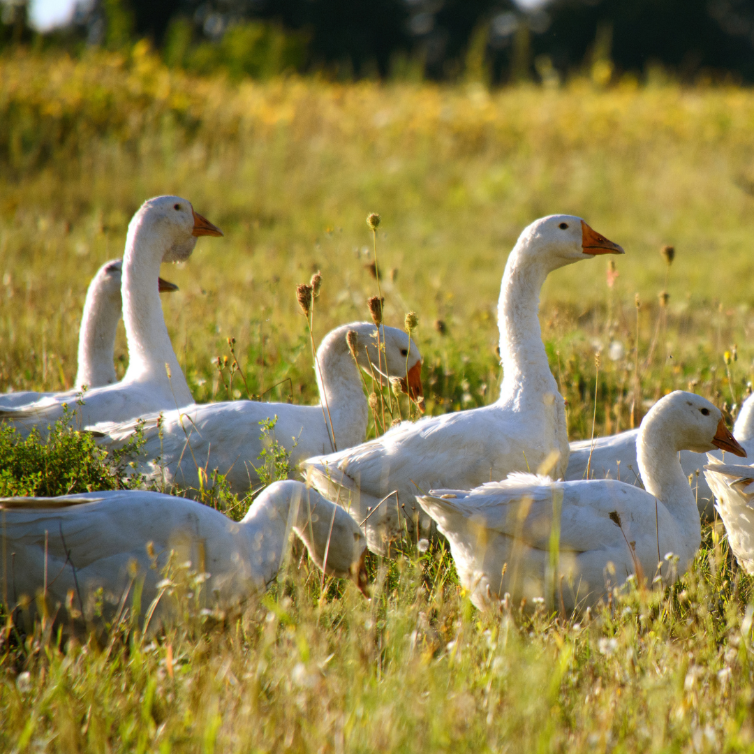 Gänse auf einer grünen Wiese im Sommer